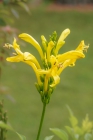 directory_images/Pflanzen in Spreewaldgaerten/Kuebelpflanzen/Geissblattgewaechse/Geissblatt-Kap-3b_Tecoma-capensis.jpg